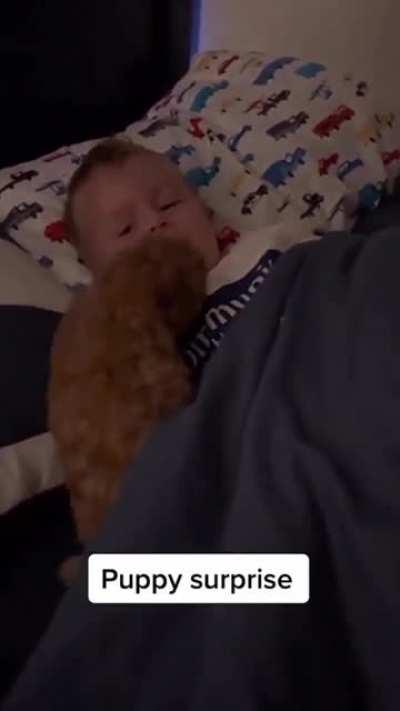 Puppy Surprise