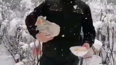 Frozen duck