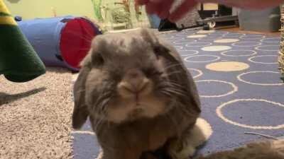 Gary: winning the ‘Softest Bunny’ award today