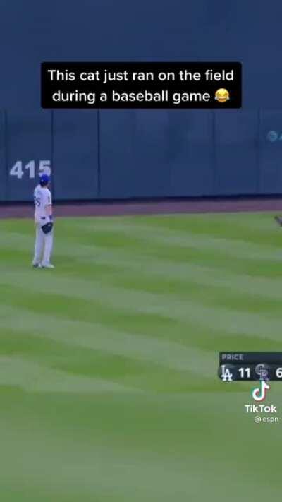 Cat interrupts baseball game! ⚾️