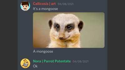 The Chizlverse Experience