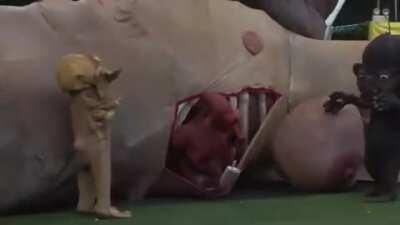 Thanks, I hate Australia