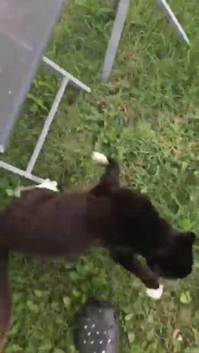 My cat is a heavy sleeper