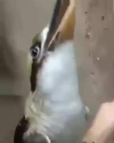 Not only surveillance drones, now they even make Synthesizers in the form of 