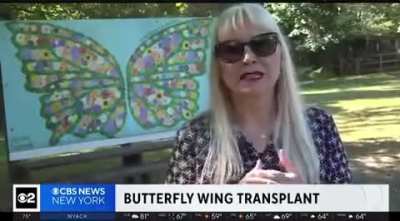 Woman gives butterfly a wing transplant 🥰