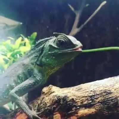 🔥 The Hump-Nosed Lizard is the only known reptile with movable lips.