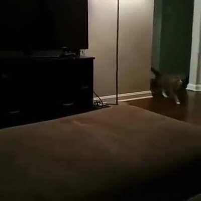 Есть у кого переводчик с кошачьего?