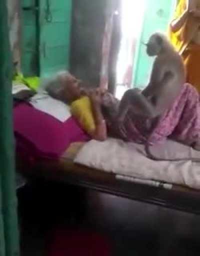 Monkey came to visit old lady who used to feed him everyday but couldn’t anymore due to her sickness worsening