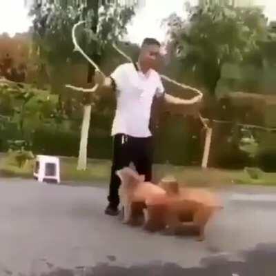 This man skips rope with three puppies. A fourth puppy carefully watches the rope before joining in at the right moment. Amazing skill.