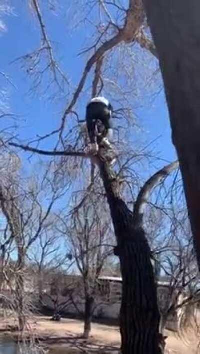 Hard fall to the head. Veggie or dead