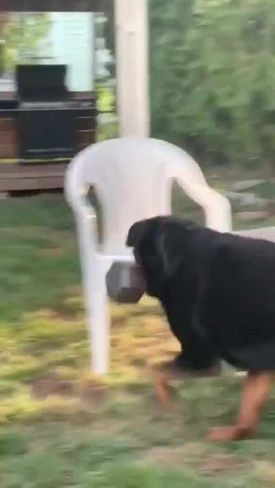 This good boy carries a 30-pound weight everywhere he goes as his toy