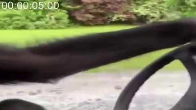 Monke willa be society???