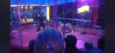 Performer nearly killed by his animal colleagues in a Circus act gone wrong
