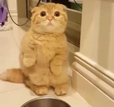 Don't mean to bother you but I have a question. It's concerning my empty food bowl.