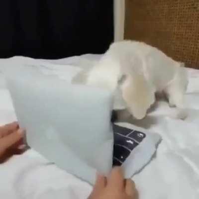 I wonder if these would count as 'typing Zoomies...?