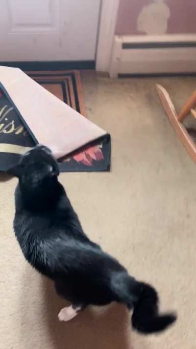 Outside is the greatest Christmas present for theo… besides treats