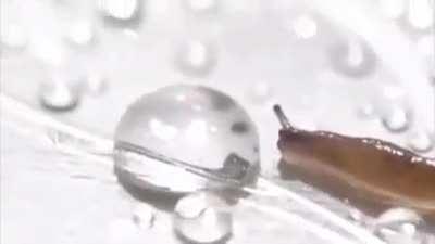 Thirsty drink gets a slug