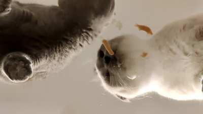 When you have to share, you learn to eat fast