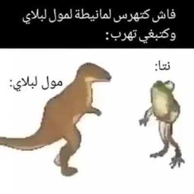 Pode sapo arabe no grupor?