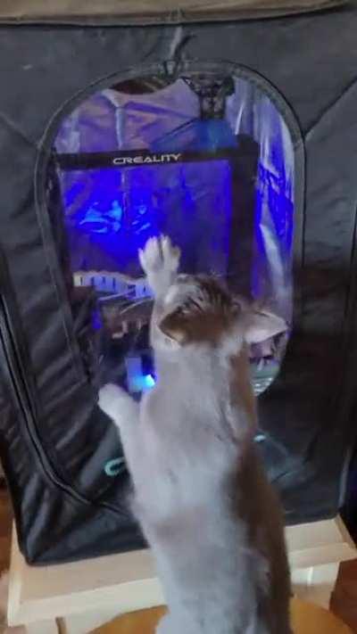 Luna loves to watch the 3D printer, but I bought a cover for it and now she's upset