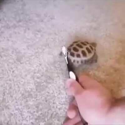 An interesting title