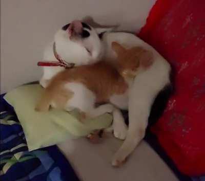 Big cat petting smol cat