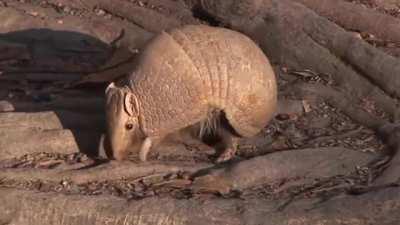 There are approximately 20 extant species of armadillo, and all of them originated in South America. Two species, the northern naked-tailed armadillo and nine-banded armadillo, are found in Central America, the latter of which has also reached the US. ZeF