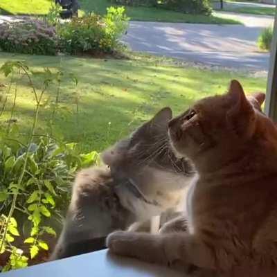 What does one have to do for a little attention?