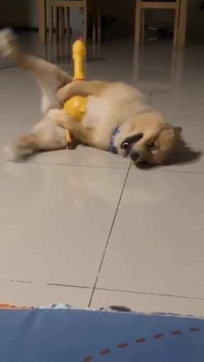 Guess who likes his new toy?