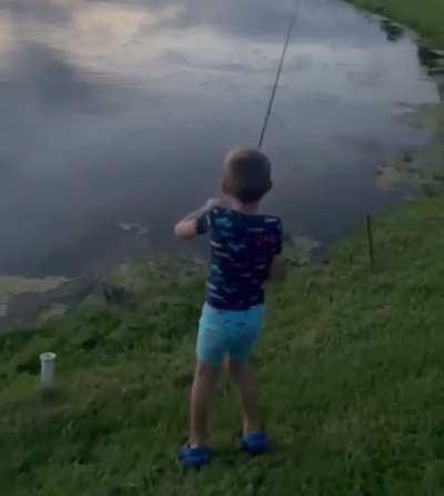 Classic Florida Gator