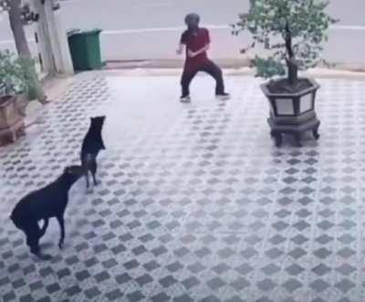 Karate moves stop dog attack