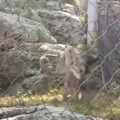 Boo…Eek!!! Don’t do that! 😲😏🤣🐆