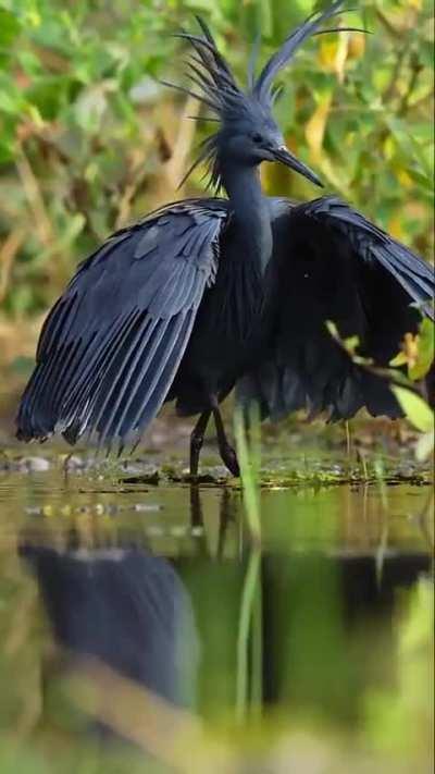 Taylor bursted back into the high social scene, alone, and with such confidence and flair that no one dared ask what happened to her eleventh broken engagement in a row.