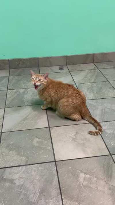 Herky does tricks to try to get out of the vets office.