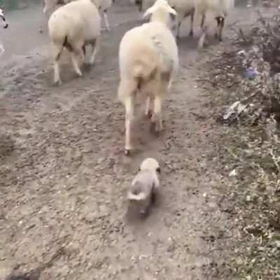 Pupper's first day at work