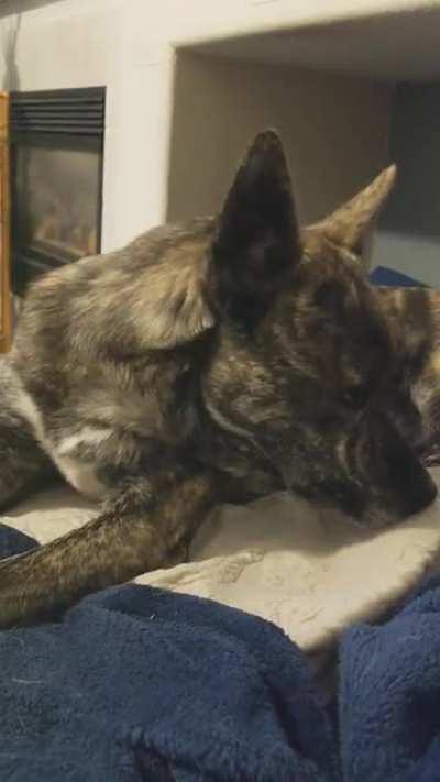 Eddie is 30% husky, 30% staffy, and all kinds of cute! He's very upset that he's not at the dog park! Look at those eyes!