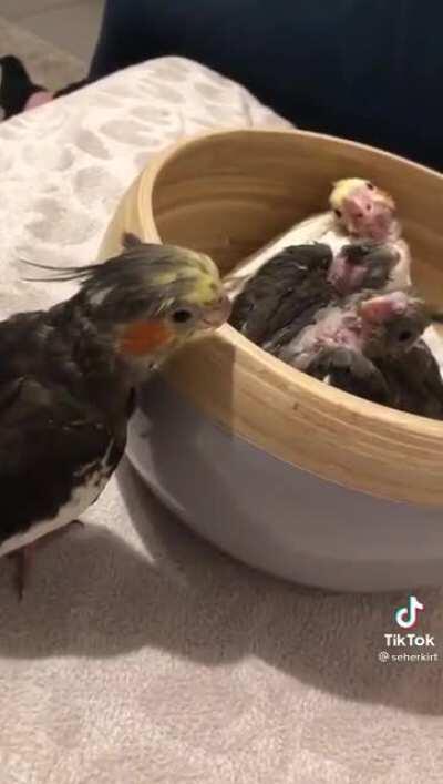 Teaching the kids to play peek a boo