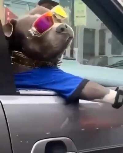 Dog mal, PV liberado🤡🤡🤡