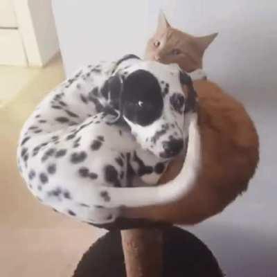 Leather, get him away from me!