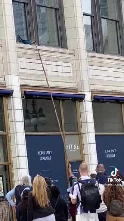 Just a parrot rescue in the middle of a peaceful protest