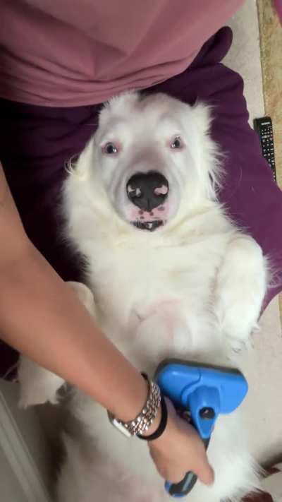 My deaf pupper loves starting the day with a tummy brushing