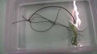 Zombie parasite in a Mantis