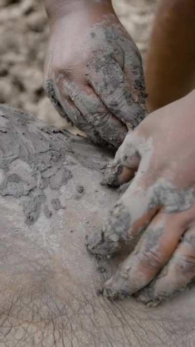 Saving an elephant mom and her calf