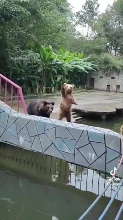 Bears begging for food
