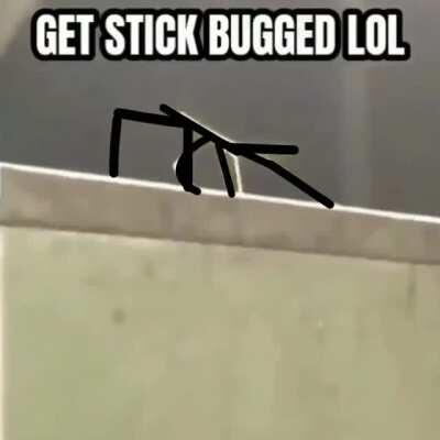 Just A Stick Bug Meme...