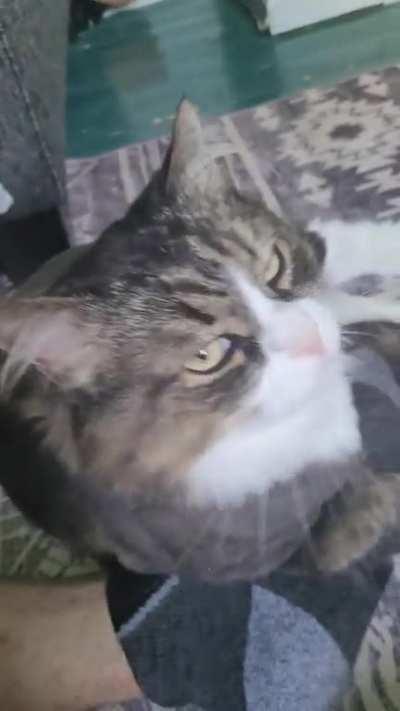 Dumbass cat lost his balls years ago (he still mad)