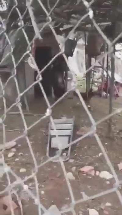 A goat walking on its hind legs tricks the chicken into the shack.