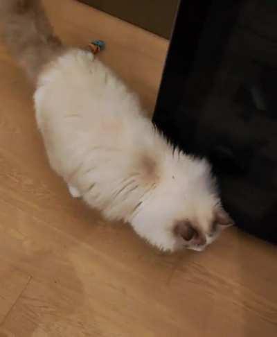 It was Snowie's favourite plushy!