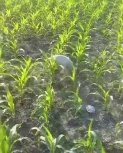 Essa cabra nasceu com as patas dianteiras paralisadas e aprendeu a andar em duas pernas