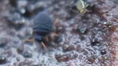 Found these on some damp fallen leaves near San Jose, California